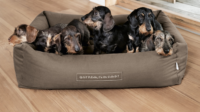 cloud 7 Hundebett SLEEPY roomservice dornbirn